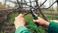 Gooi takken na het snoeien niet weg – 12 manieren om ze nuttig te gebruiken in de tuin