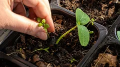 Wat je in maart zeker moet voorzaaien: ervaren tuiniers zijn al aan de slag